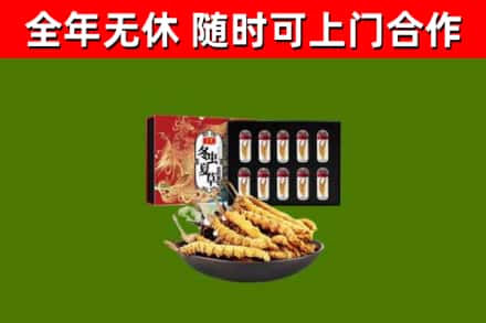 蚌埠市回收冬虫夏草价格